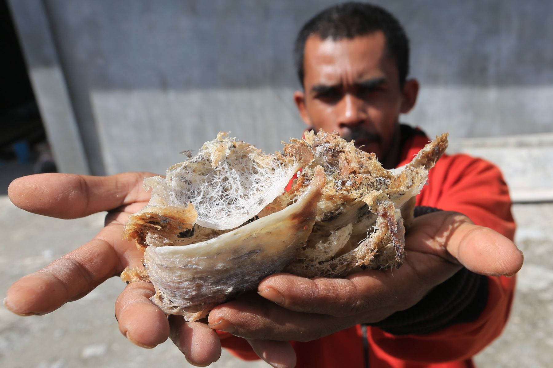 Cara Kirim Sarang Burung Walet Ke Luar Negeri
