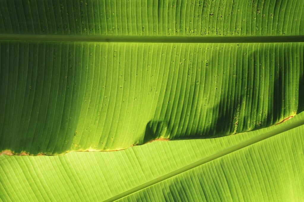 Jual Daun Pisang Ke Luar Negeri