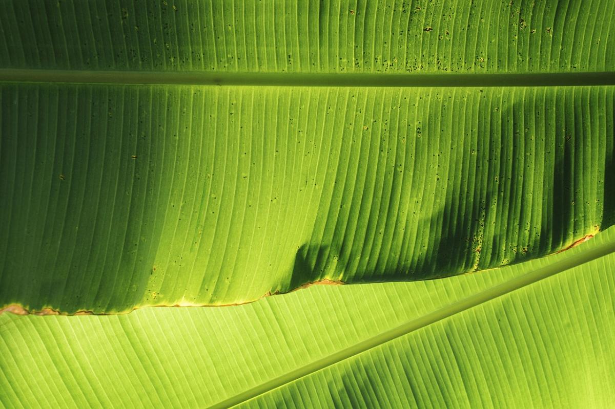 Jual Daun Pisang Ke Luar Negeri