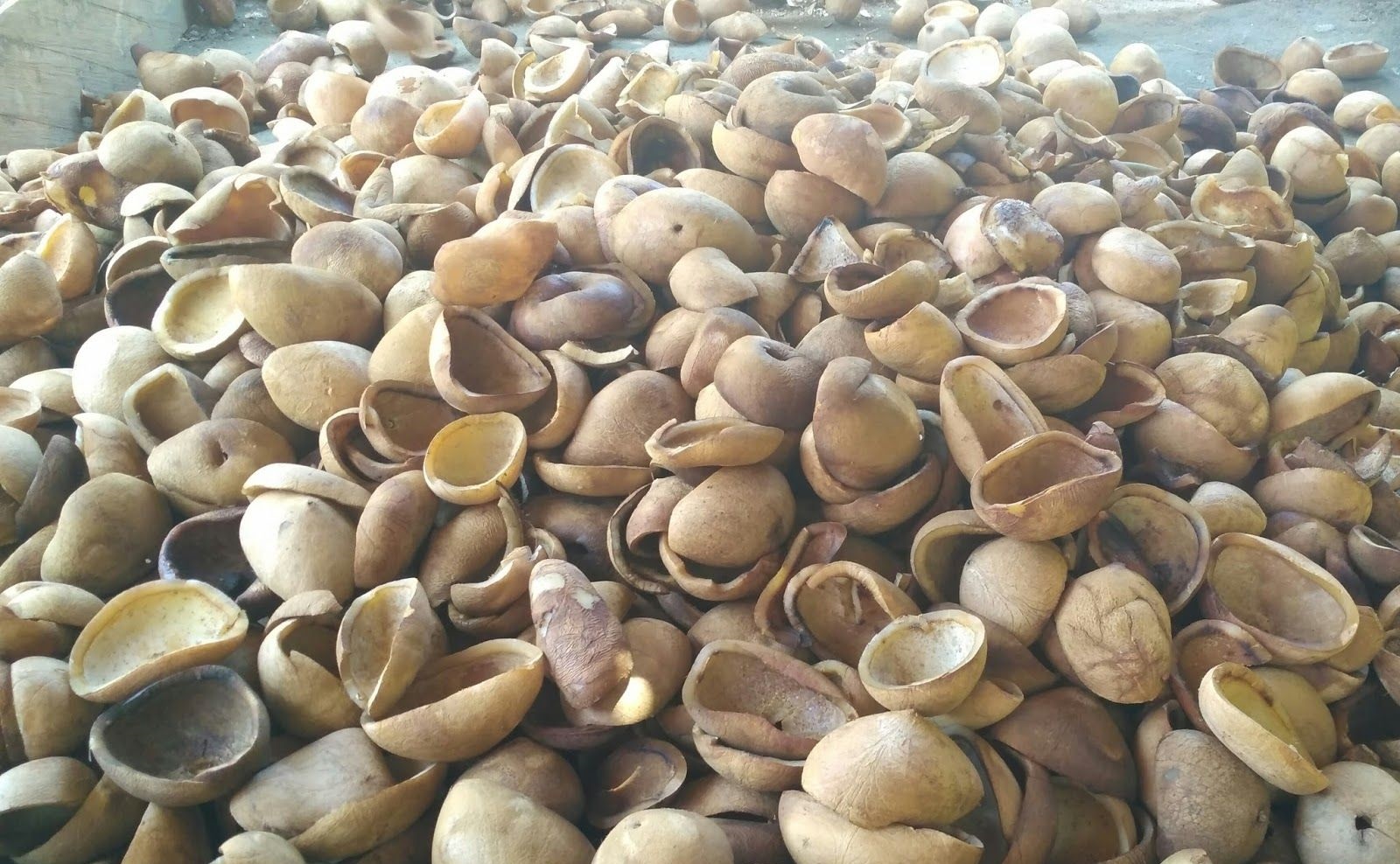 Turunan Kelapa Yang Bisa Diekspor