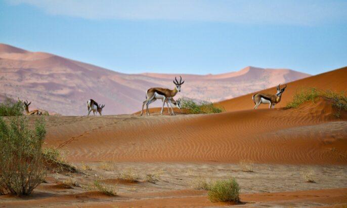 Ekspor Ke Namibia