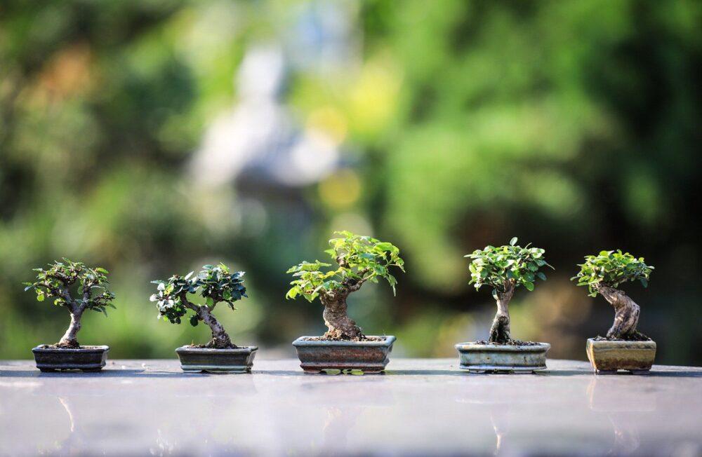 Cara Packing Tanaman Bonsai
