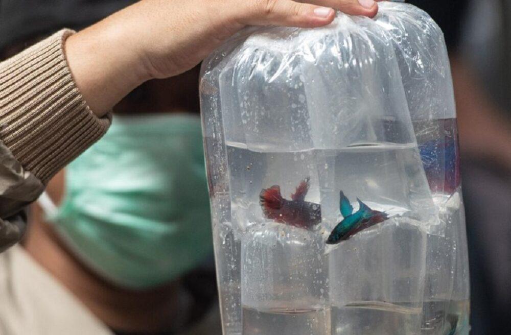 Ikan Hias Harus Disesuaikan Kapasitasnya Dengan Daya Tampung